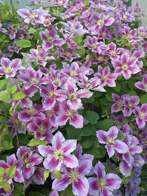 piillu|Clematis ‘Piilu’ (Early Large